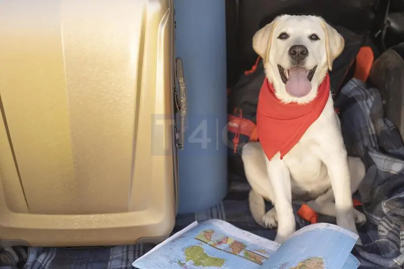 Pet-Friendly Airport Transfers in Izmir: What You Need to Know