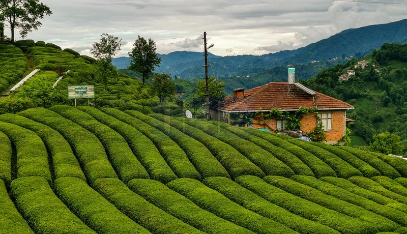 Exploring Rize and the Tea Plantations: A 2-Day Itinerary